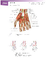 Sobotta Atlas of Human Anatomy  Head,Neck,Upper Limb Volume1 2006, page 251